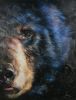 Grizzly Bear Giclee 19
