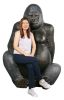 Silverback Gorilla
