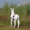 Standing Great Dane